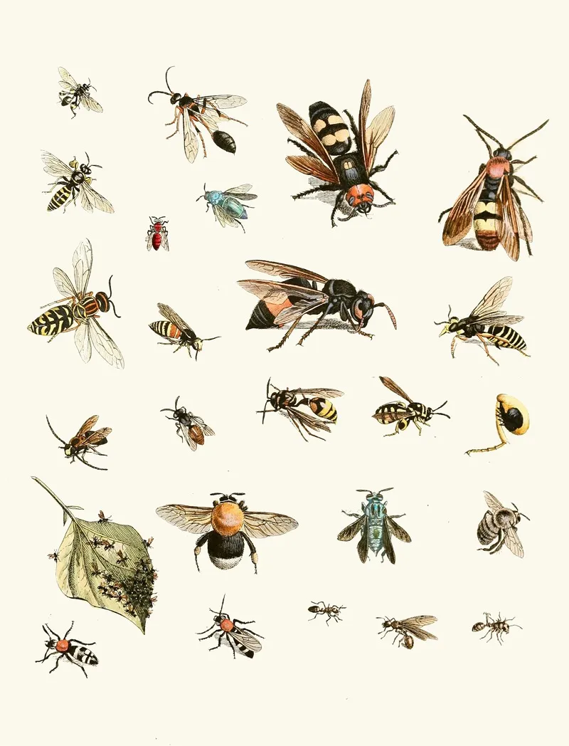 Dr Sulzers Short History Of Insects Pl 26 Wall Art by Johann Heinrich Sulzer - High-Resolution Digital Print