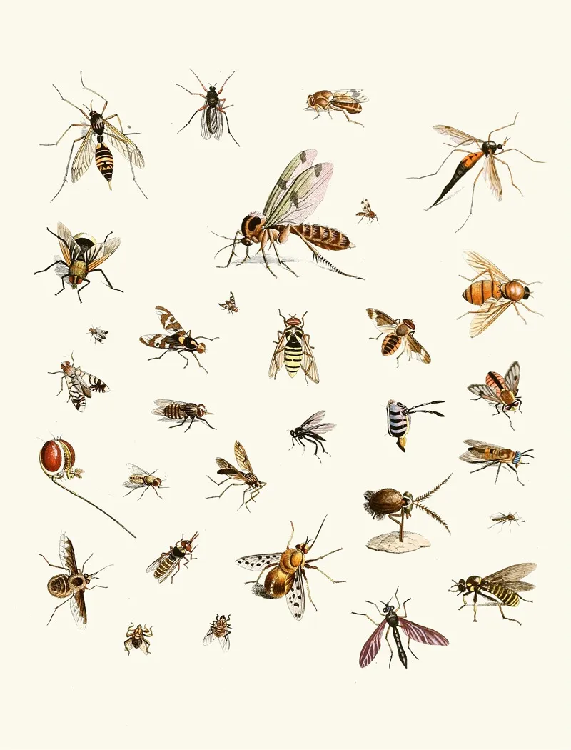 Dr Sulzers Short History Of Insects Pl 27 Wall Art by Johann Heinrich Sulzer - High-Resolution Digital Print