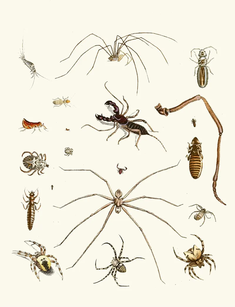Dr Sulzers Short History Of Insects Pl 28 Wall Art by Johann Heinrich Sulzer - High-Resolution Digital Print