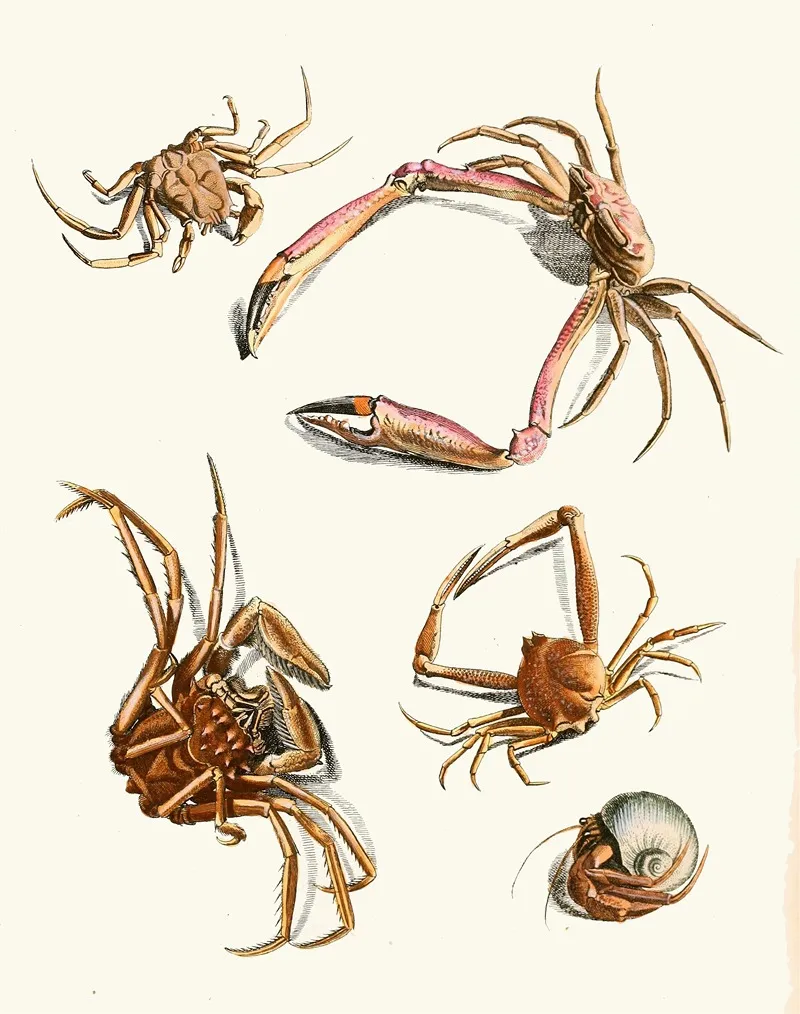 Dr Sulzers Short History Of Insects Pl 30 Wall Art by Johann Heinrich Sulzer - High-Resolution Digital Print