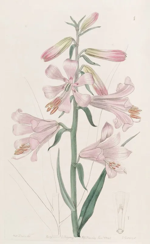 Dr Thomsons Lily Wall Art by Sydenham Edwards - High-Resolution Digital Print
