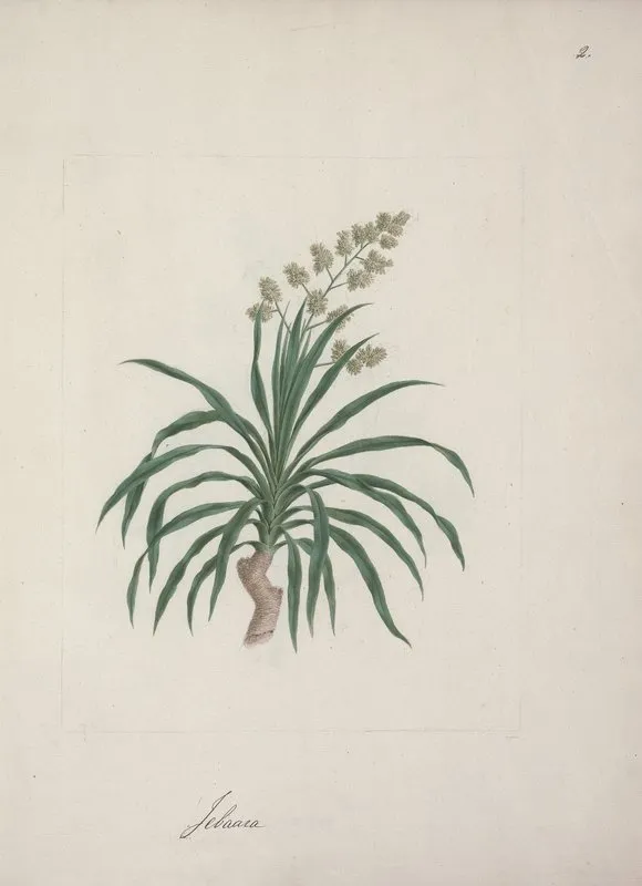 Dracaena Steudneri Engl Dragon Tree 2