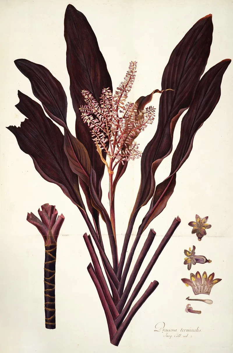 Dracaena Terminalis 2 Wall Art by Nikolaus Joseph Freiherr von Jacquin - High-Resolution Digital Print