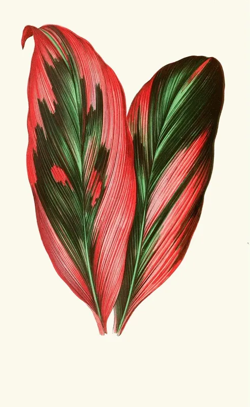 Dracaena Terminalis Wall Art by Edward Joseph Lowe - High-Resolution Digital Print