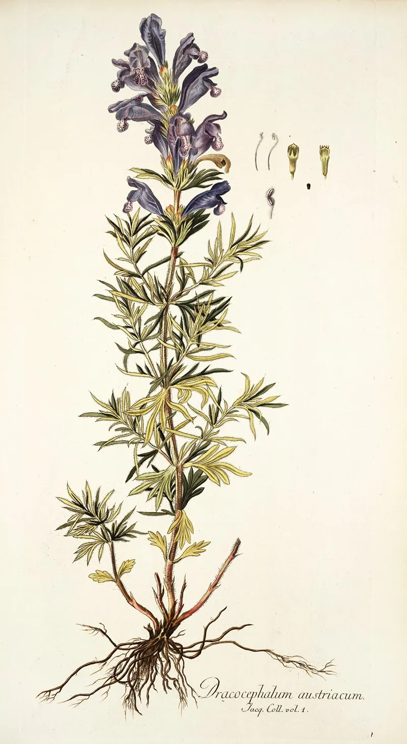 Dracocephalum Austriacum Wall Art by Nikolaus Joseph Freiherr von Jacquin - High-Resolution Digital Print