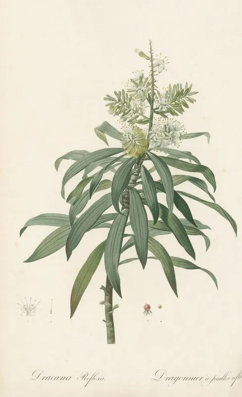 Dracoena Reflexa Wall Art by Pierre Joseph Redouté - High-Resolution Digital Print