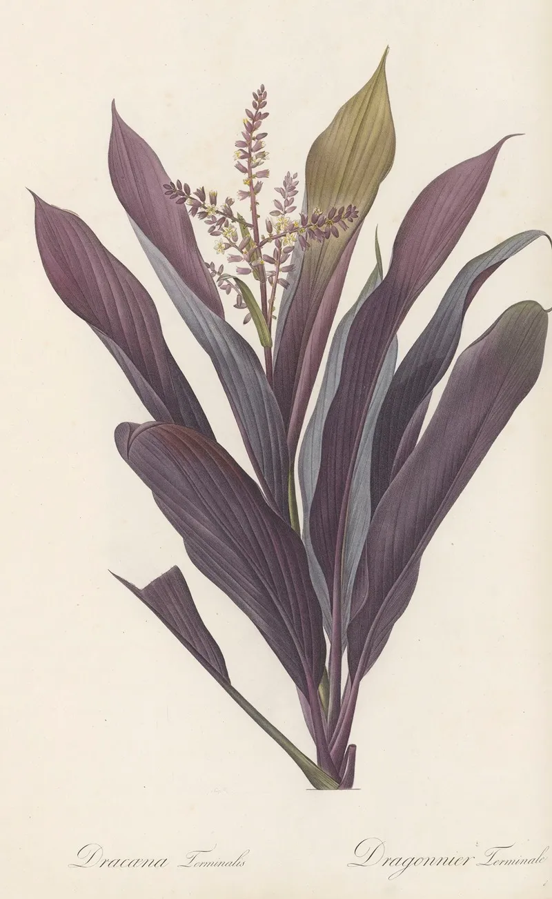 Dracoena Terminalis Wall Art by Pierre Joseph Redouté - High-Resolution Digital Print
