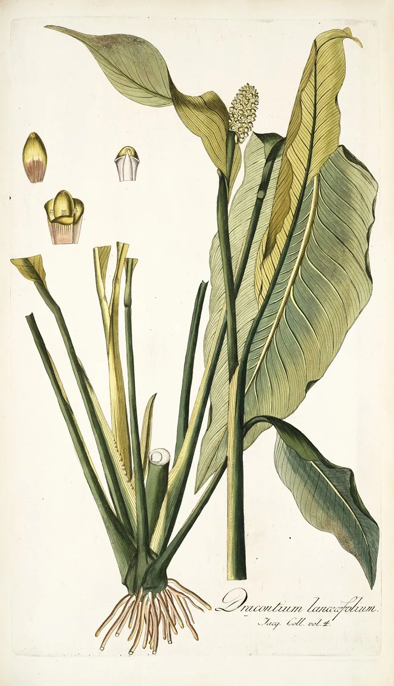 Dracontium Lanceaefolium Wall Art by Nikolaus Joseph Freiherr von Jacquin - High-Resolution Digital Print