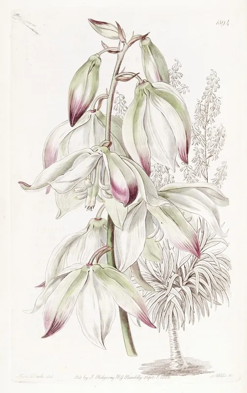 Dragon Tree Leaved Adams Needle Wall Art by Sydenham Edwards - High-Resolution Digital Print