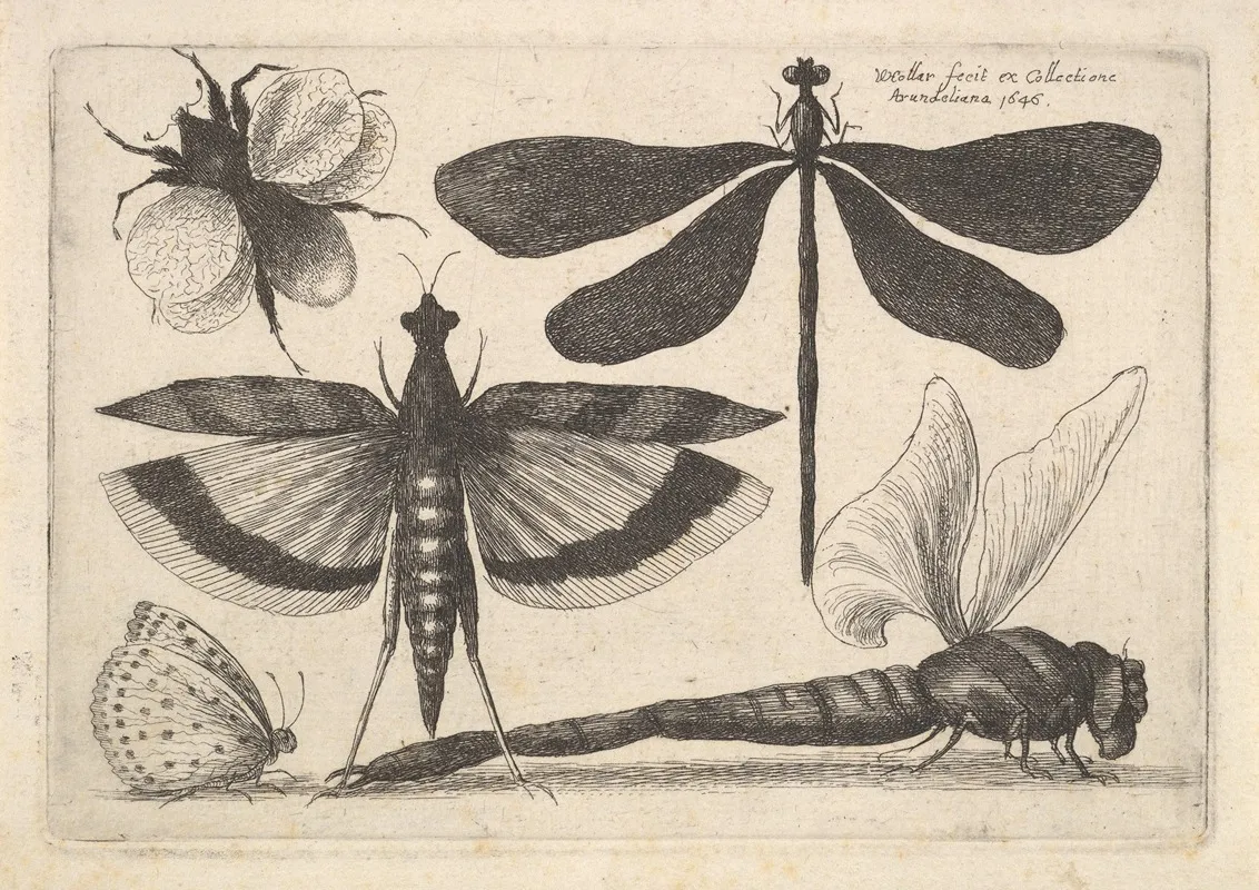 Dragonflies And A Bumble Bee