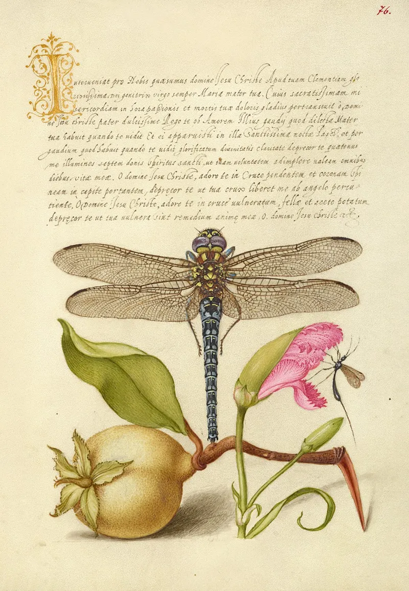 Dragonfly Pear Carnation And Insect
