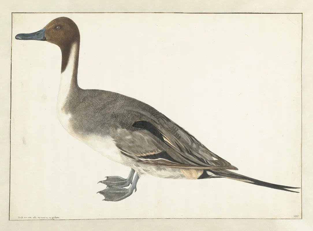 Drake Pintail Wall Art by Rochus van Veen - High-Resolution Digital Print