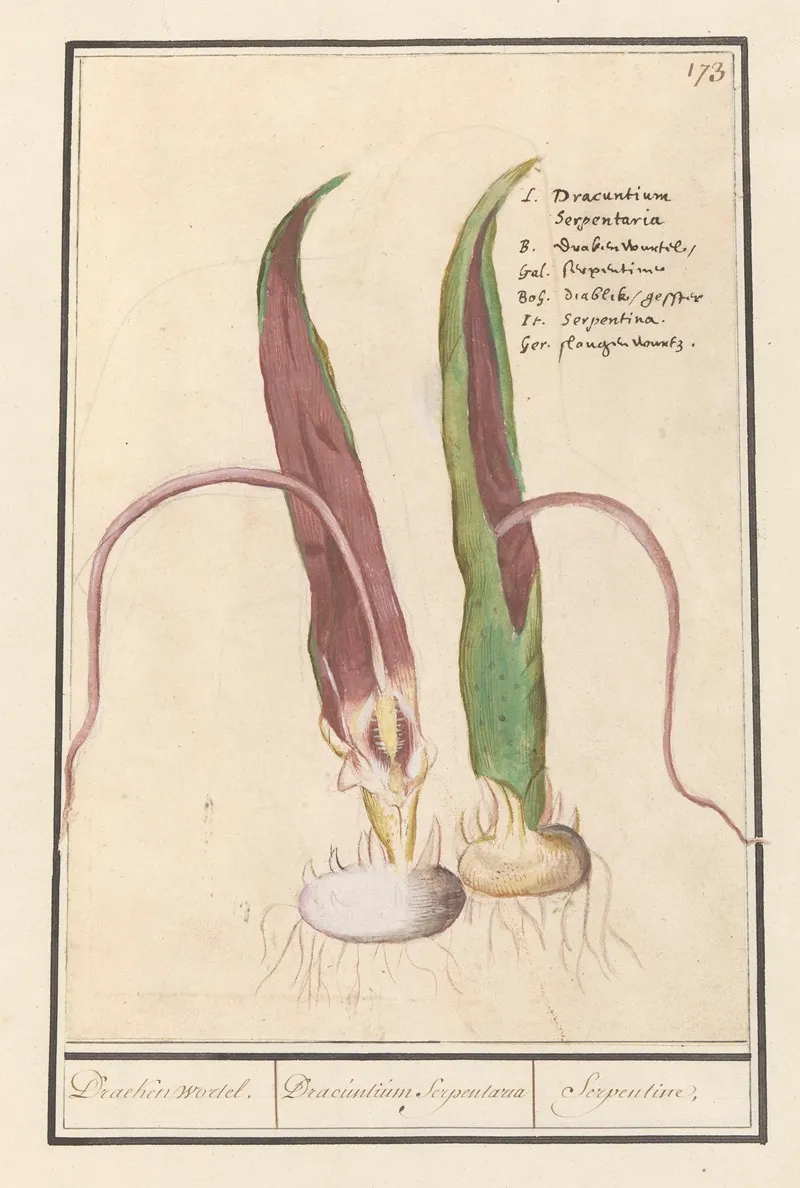 Drakenwortel Dracunculus Vulgaris Draecken Wortel Dracuntium Serpentaria Serpentine Wall Art by Anselmus Boëtius de Boodt - High-Resolution Digital Print
