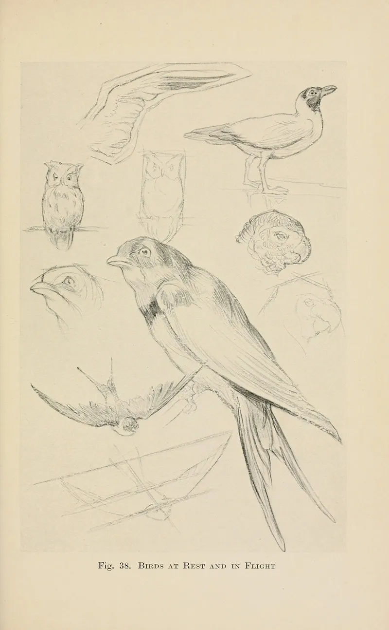 Drawing For Beginners Pl 17 Wall Art by Dorothy Furniss - High-Resolution Digital Print