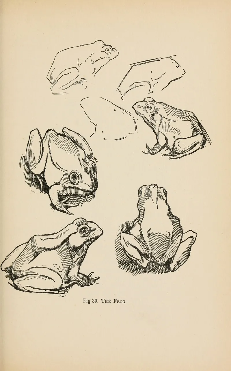 Drawing For Beginners Pl 18 Wall Art by Dorothy Furniss - High-Resolution Digital Print