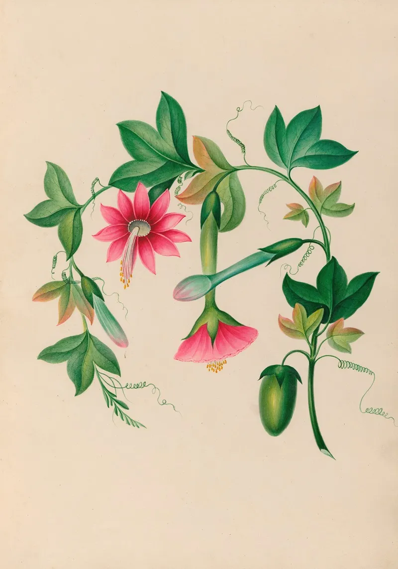 Drawings Of Tropical Flowers And Fruits From South America Pl 03 Wall Art by Charles Empson - High-Resolution Digital Print