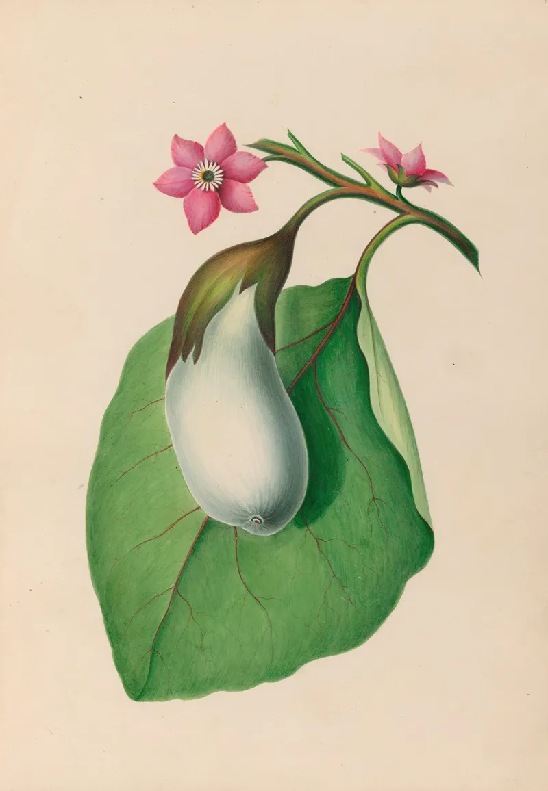 Drawings Of Tropical Flowers And Fruits From South America Pl 07 Wall Art by Charles Empson - High-Resolution Digital Print