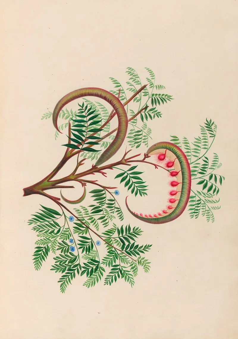 Drawings Of Tropical Flowers And Fruits From South America Pl 09 Wall Art by Charles Empson - High-Resolution Digital Print