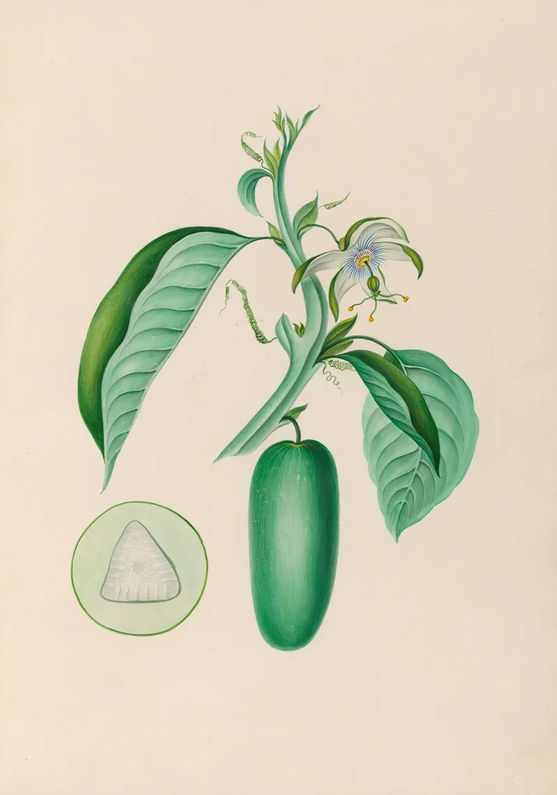 Drawings Of Tropical Flowers And Fruits From South America Pl 10 Wall Art by Charles Empson - High-Resolution Digital Print