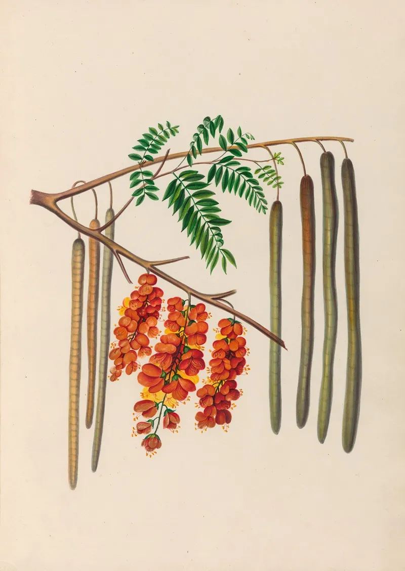 Drawings Of Tropical Flowers And Fruits From South America Pl 11 Wall Art by Charles Empson - High-Resolution Digital Print