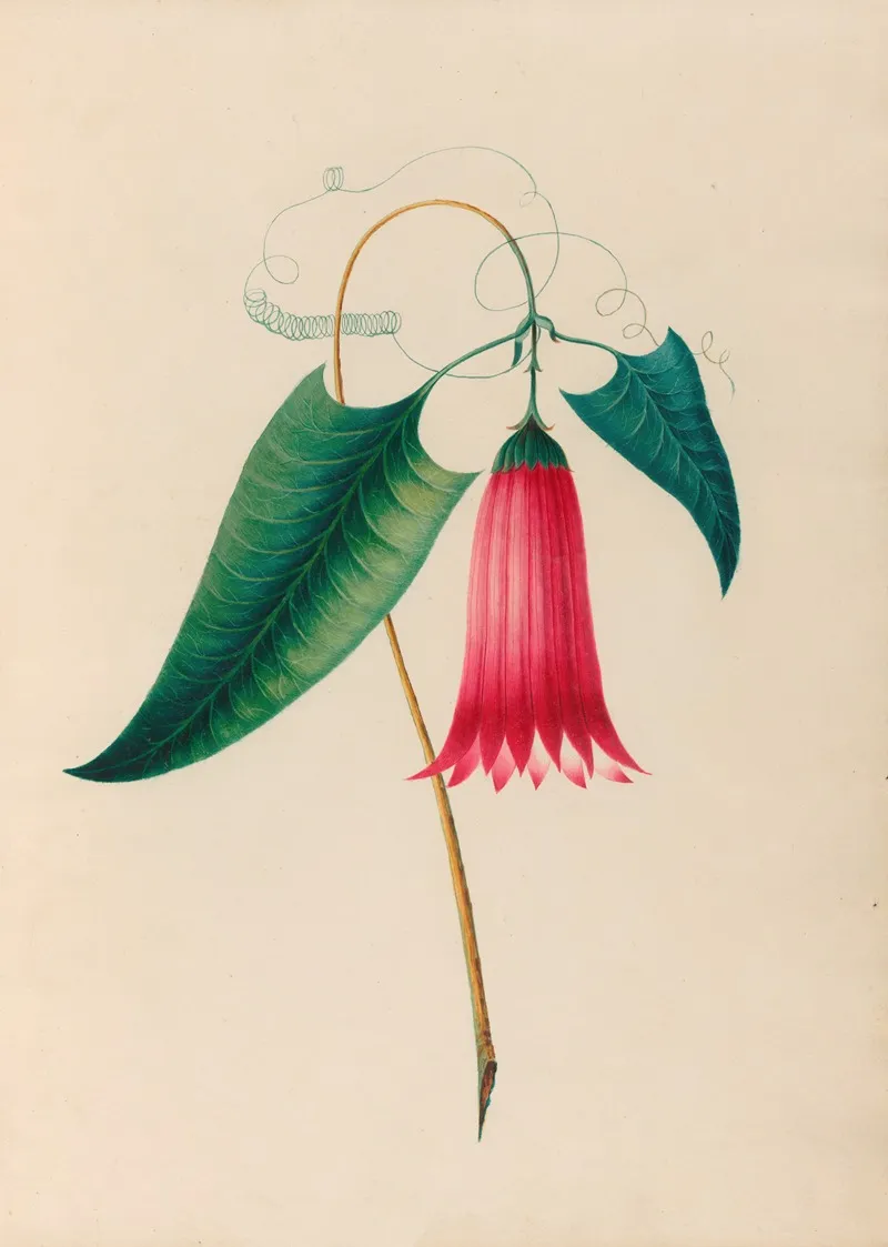 Drawings Of Tropical Flowers And Fruits From South America Pl 12 Wall Art by Charles Empson - High-Resolution Digital Print