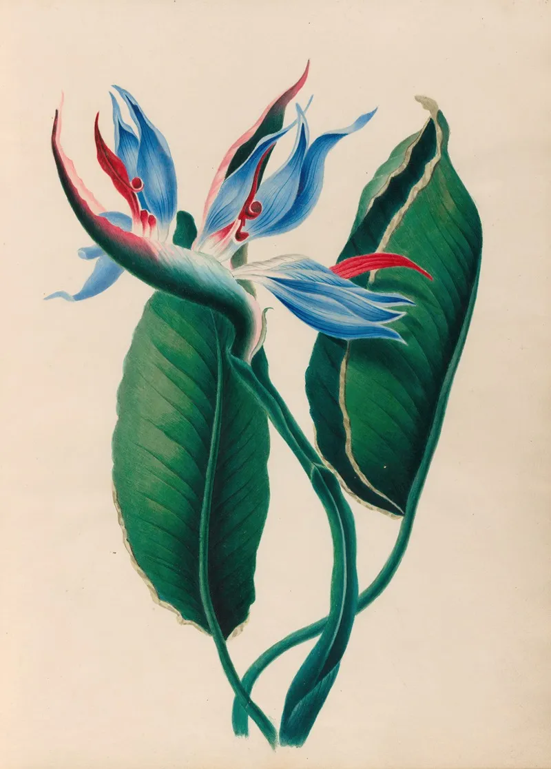 Drawings Of Tropical Flowers And Fruits From South America Pl 13 Wall Art by Charles Empson - High-Resolution Digital Print