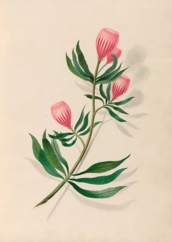 Drawings Of Tropical Flowers And Fruits From South America Pl 14 Wall Art by Charles Empson - High-Resolution Digital Print