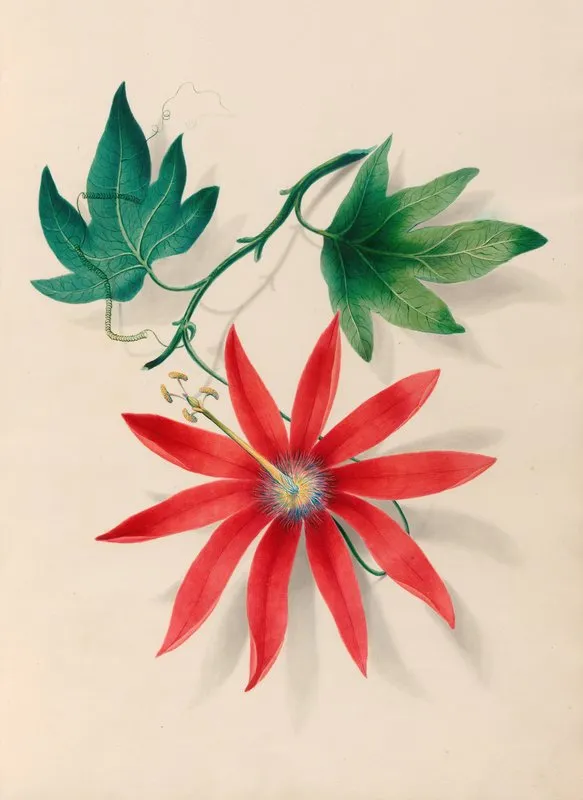 Drawings Of Tropical Flowers And Fruits From South America Pl 16 Wall Art by Charles Empson - High-Resolution Digital Print