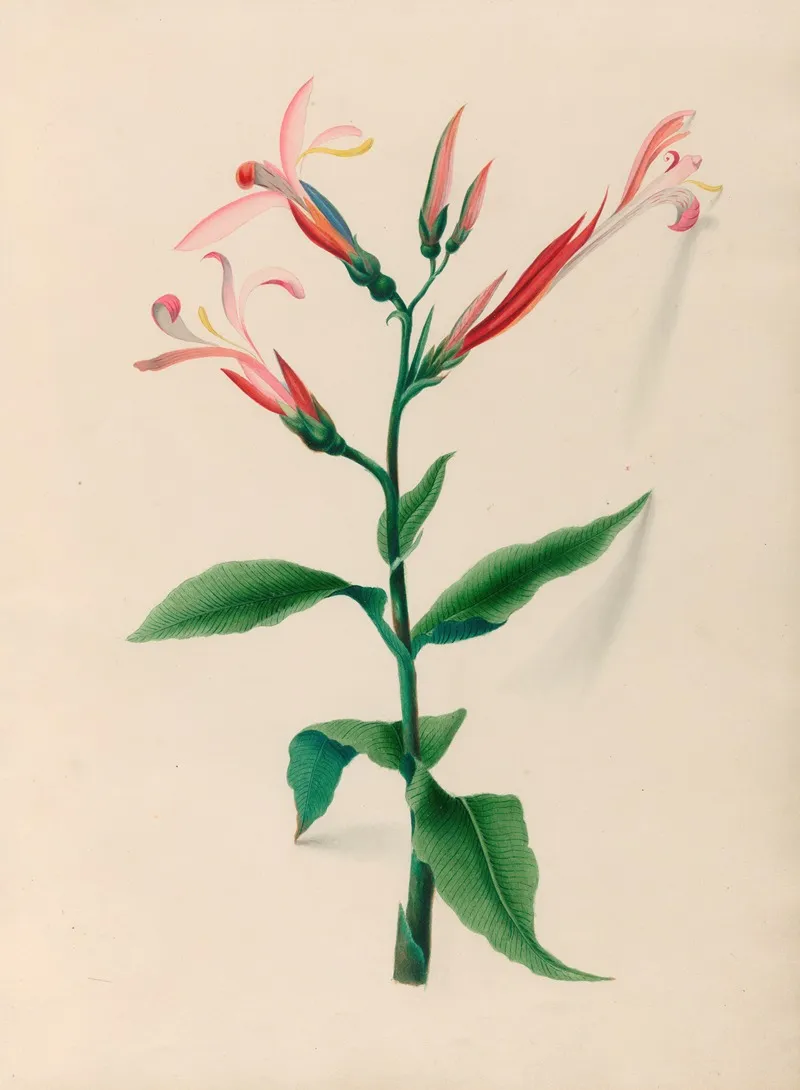 Drawings Of Tropical Flowers And Fruits From South America Pl 17 Wall Art by Charles Empson - High-Resolution Digital Print