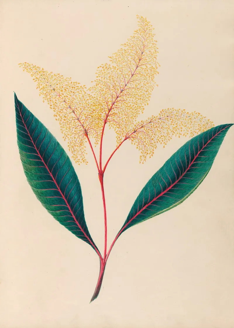 Drawings Of Tropical Flowers And Fruits From South America Pl 18 Wall Art by Charles Empson - High-Resolution Digital Print
