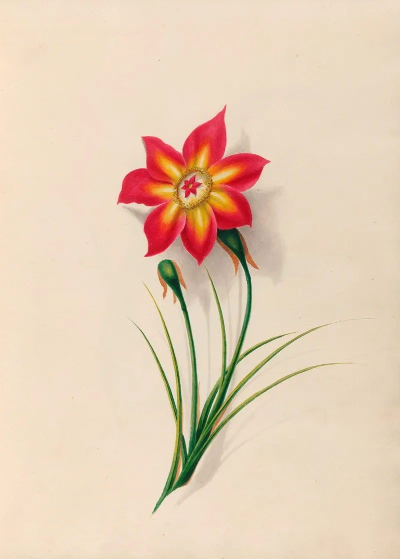 Drawings Of Tropical Flowers And Fruits From South America Pl 19 Wall Art by Charles Empson - High-Resolution Digital Print