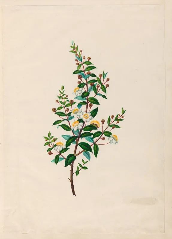 Drawings Of Tropical Flowers And Fruits From South America Pl 23 Wall Art by Charles Empson - High-Resolution Digital Print