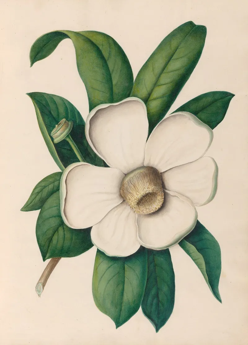 Drawings Of Tropical Flowers And Fruits From South America Pl 25 Wall Art by Charles Empson - High-Resolution Digital Print
