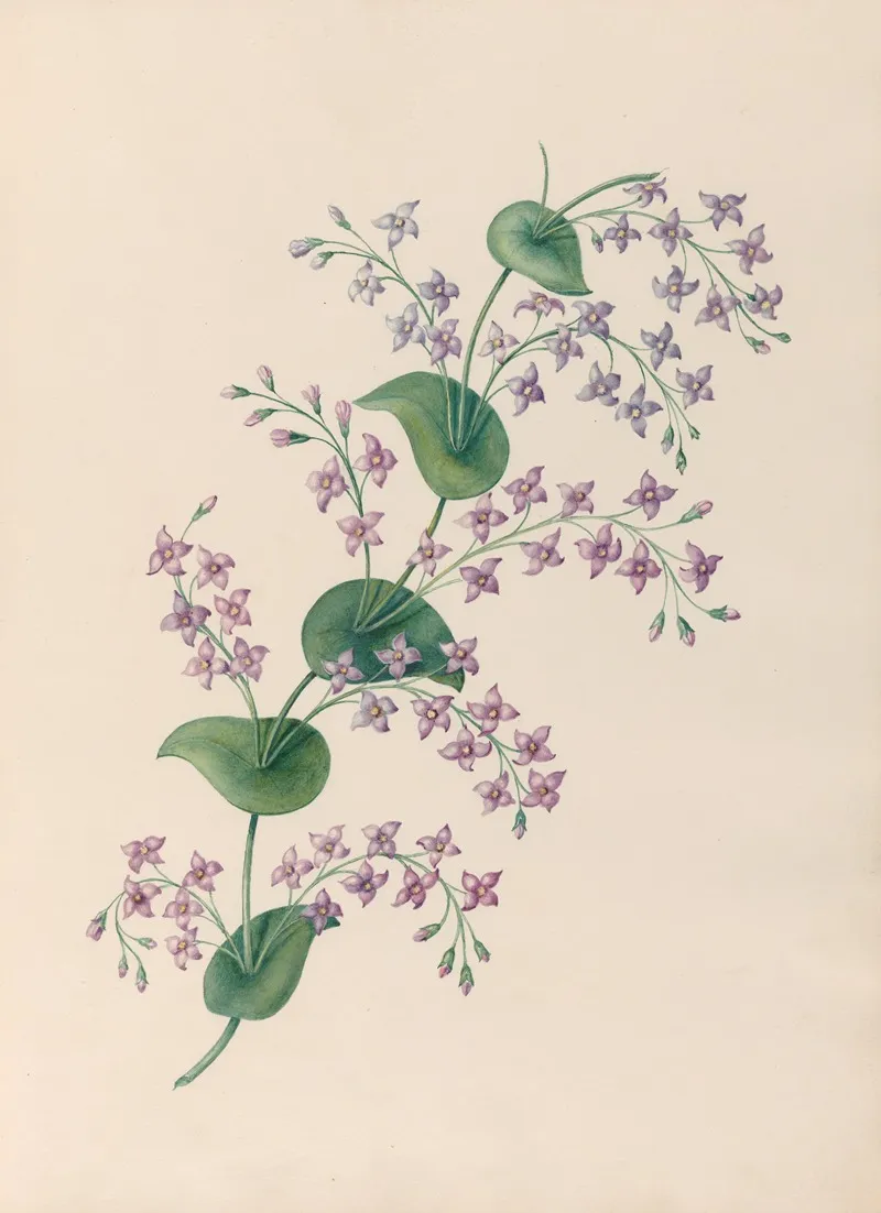 Drawings Of Tropical Flowers And Fruits From South America Pl 27 Wall Art by Charles Empson - High-Resolution Digital Print