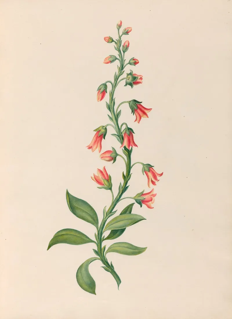 Drawings Of Tropical Flowers And Fruits From South America Pl 28 Wall Art by Charles Empson - High-Resolution Digital Print