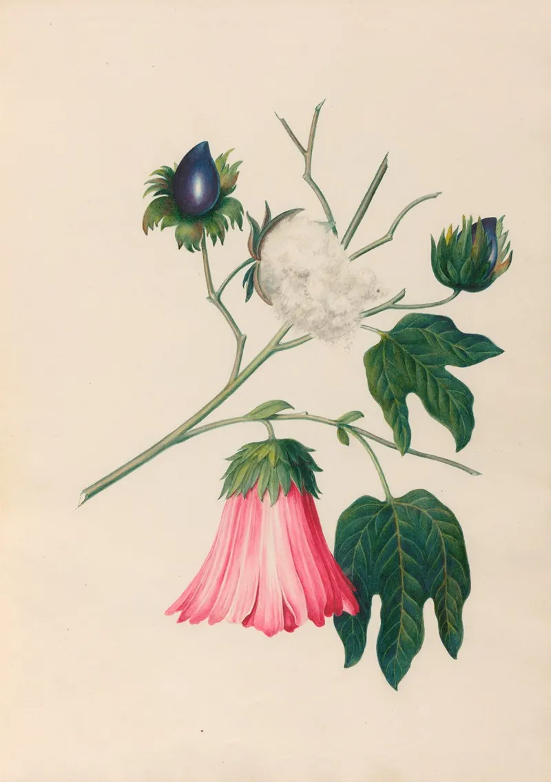 Drawings Of Tropical Flowers And Fruits From South America Pl 29 Wall Art by Charles Empson - High-Resolution Digital Print