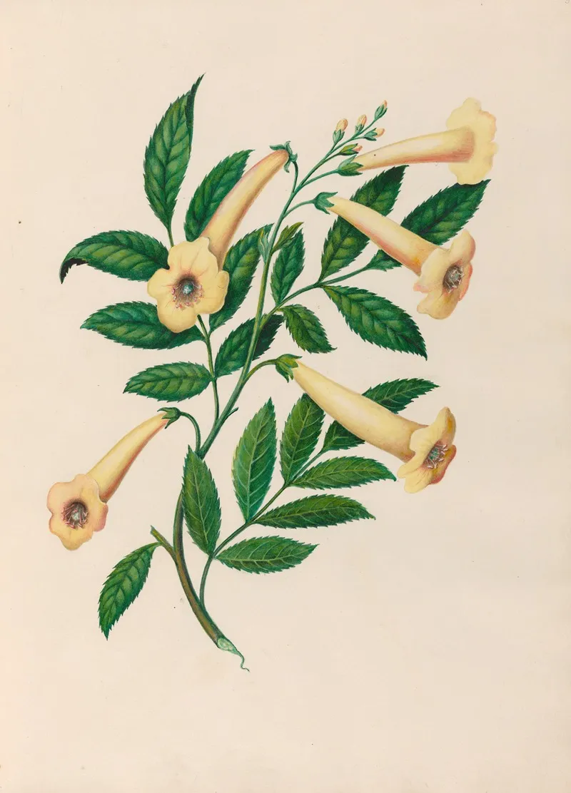 Drawings Of Tropical Flowers And Fruits From South America Pl 31 Wall Art by Charles Empson - High-Resolution Digital Print