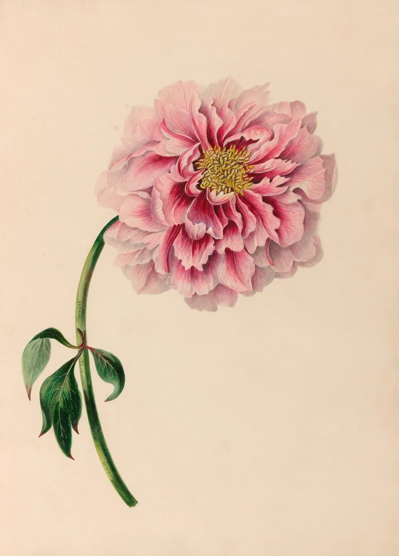 Drawings Of Tropical Flowers And Fruits From South America Pl 38 Wall Art by Charles Empson - High-Resolution Digital Print