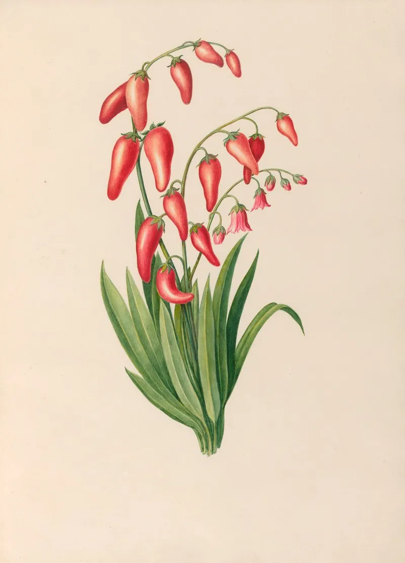 Drawings Of Tropical Flowers And Fruits From South America Pl 39 Wall Art by Charles Empson - High-Resolution Digital Print