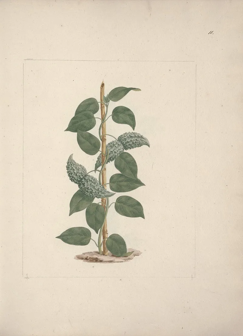 Dregea Abyssinica Hochst K