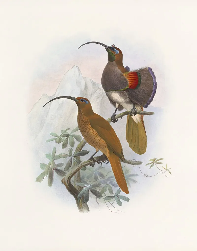 Drepanornis Albertis Wall Art by Daniel Giraud Elliot - High-Resolution Digital Print