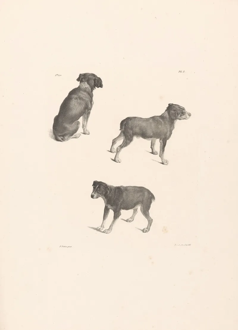 Drie Honden Wall Art by Roelof van der Meulen - High-Resolution Digital Print