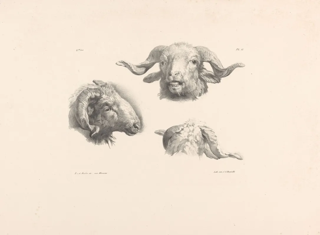 Drie Ramskoppen Wall Art by Roelof van der Meulen - High-Resolution Digital Print