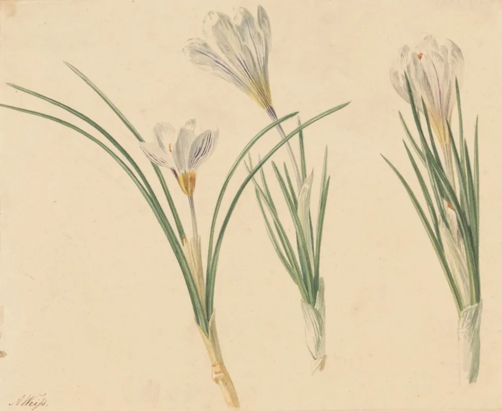 Drie Studies Van Krokussen