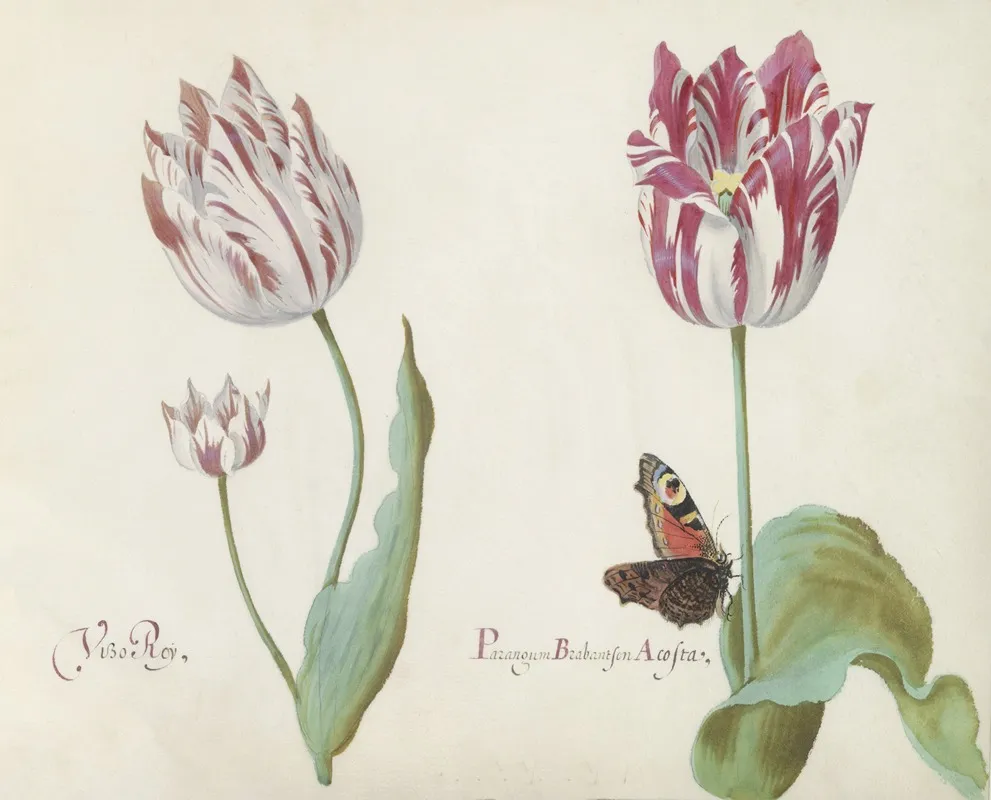 Drie Tulpen Met Dagpauwoog Vizo Roy Parangum Brabantsen Acosta Wall Art by Jacob Marrel - High-Resolution Digital Print