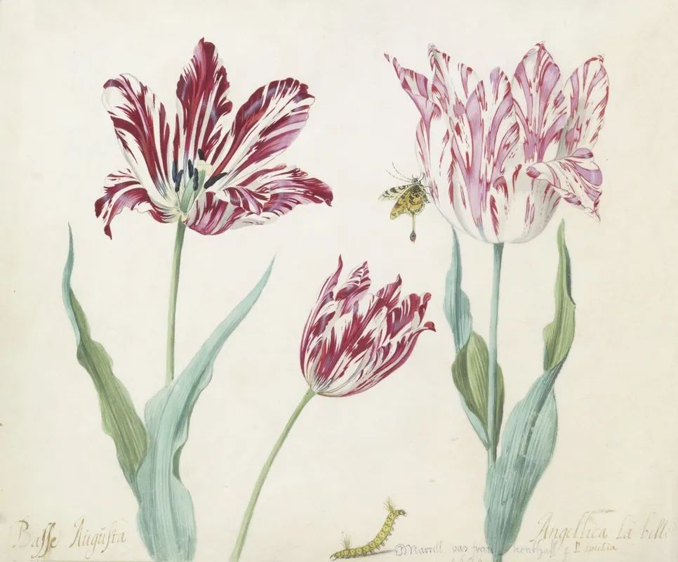 Drie Tulpen Met Rups En Vlinder Minerva Orrienthal Wall Art by Jacob Marrel - High-Resolution Digital Print