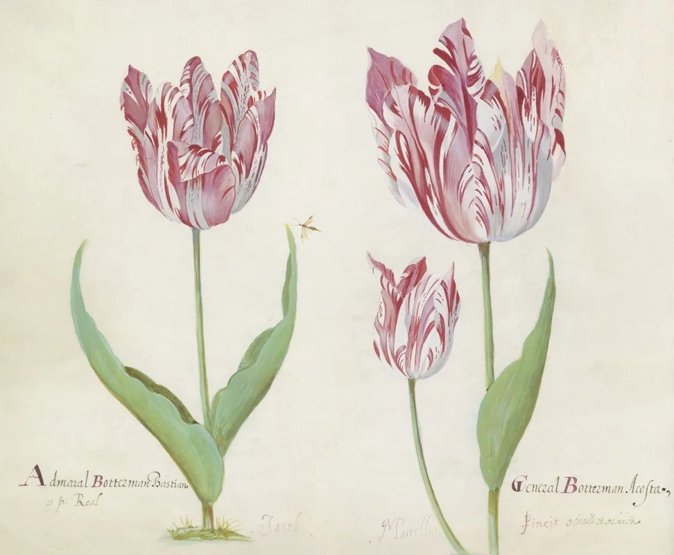 Drie Tulpen Met Vlieg Admaral Botterman Bastian General Botterman Acosta Wall Art by Jacob Marrel - High-Resolution Digital Print