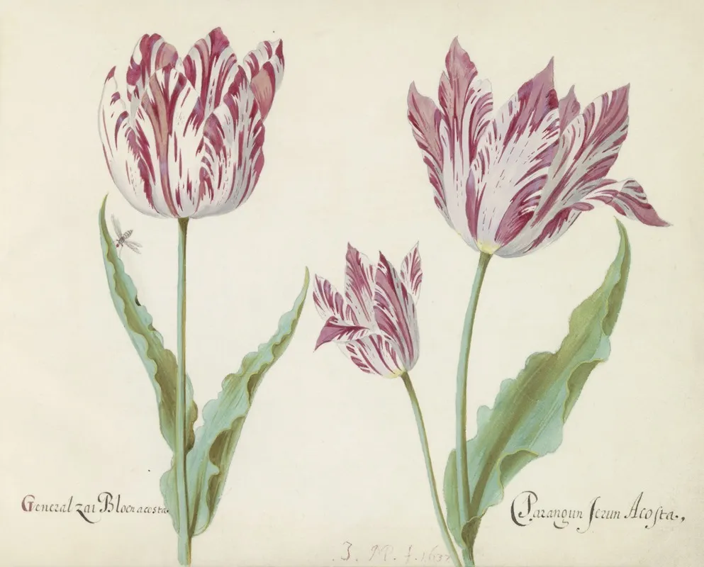 Drie Tulpen Met Vlieg General Zai Bloen Acosta Parangun Jerun Acosta Wall Art by Jacob Marrel - High-Resolution Digital Print