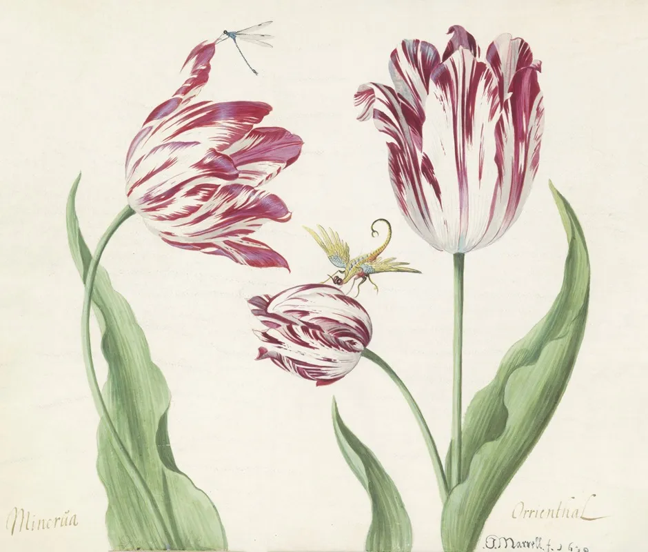 Drie Tulpen Met Waterjuffer En Een Ander Insect Minerva Orrienthal Wall Art by Jacob Marrel - High-Resolution Digital Print