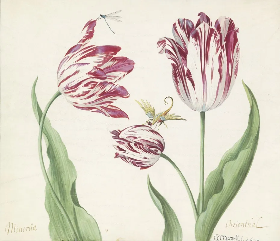Drie Tulpen Met Waterjuffer En Een Ander Insect Wall Art by Jacob Marrel - High-Resolution Digital Print